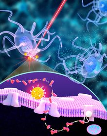 Schéma neurones communiquent avec les cellules du système immunitaire